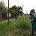 "Zelenilo" počinje sa suzbijanjem ambrozije u Novom Sadu i prigradskim naseljima