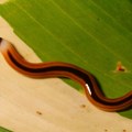 Alarm u Teksasu! Preti invazija otrovnih crva: Dugački su 30 centimetara i teško ih je ubiti