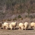 Prepolovljeno stado od 80 ovaca Mladenovića iz Vranja: Nije zabeležen ovakav napad, strahuje se od vukova