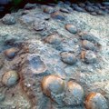 Neverovatno otkriće naučnika, ovako nešto nisu očekivali da vide: Jaja dinosaurusa stara 100 miliona godina pružaju uvid u…