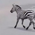 Drama u beogradskom zoo vrtu: Zebra pobegla iz kaveza, povredila dete i čoveka
