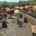 Krave i konji na Suvoj planini opet bez vode, stočari ih poveli do reke i najavili blokadu puta