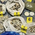 Bečej: Policija otkrila dve laboratorije za veštački uzgoj psihoaktivnih pečuraka