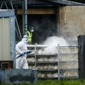 Evropska država donela hitnu meru: Zabranjen uzgoj sve živine zbog ptičjeg gripa