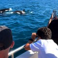 Životinje: Atlantske orke uče od odraslih da se zaleću u brodove