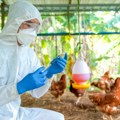 Ptičji grip hara Evropom Nemačka prijavila epidemiju