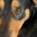 "Jako mi smeta što se veterinari pominju samo u negativnoj konotaciji" Vesić za Kurir podsetio na etički kodeks veterinara