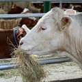 Udruženja proizvođača mleka: U Srbiji ima oko 80.000 fantomskih krava