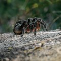 Za sebe vezao 320 tarantula, 110 stonoga i devet mrava: Uhapšen krijumčar u Peruu