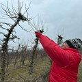 Zimska rezidba voća u čačanskom kraju u punom jeku: Evo koje su smernice za pravilno orezivanje