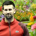 Novak Đoković na imanju u Sremu zasadio 2.000 korena jedne biljke! Odlučio se za ovu vrstu zato što je lepa, ali i zbog još…
