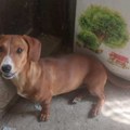 Lea traži svoju porodicu i dom – Ne kupuj, udomi za ljubav