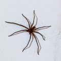 "Ljudi dragi, šta je: Ovo?!" Srbi u dijaspori, a nije Australija, ugledali pauka na zidu veličine dlana: Zbog reakcije, na…
