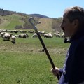 Poslednji veliki ovčar na Balkanu: Gospodar stada (60) svakog dana neumorno brine o 1.000 ovaca i tvrdi: "Ovčarstvu se zbog…