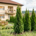 Tuje odlaze u istoriju! Ljudi masovno sade ove biljke u dvorištu - izgledaju skupo i ulepšavaju baštu