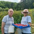 Суша узела данак: Малинари из Осоја очекују мањи род, али се надају бољој цени
