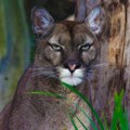 Puma primećena na severu Poljske, formiran tim za njeno hvatanje
