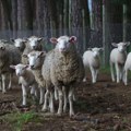 Nova isporuka za Izrael: Srbija sprema 5.000 jagnjadi