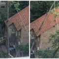 Da li čovek da se smeje, ili uhvati za glavu: Snimak haosa iz centra Beograda - Sekli drvo, ono se obrušilo na kuću (video)