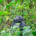 Alarmantno: Krčenje šuma ugrozilo životinje u Ugandi, prinuđeni da jedu izmet slepih miševa koji je povezan sa kovidom-19