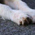 Građani ovog grada u Srbiji muku muče sa psima lutalicama, a rešenja nema: "Vrlo su agresivni i napadaju"
