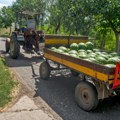 Crnogorci ponovo nasmejali region Pogledajte kako prodaju lubenice, ovako nešto može samo kod nas
