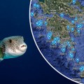"Riba zec" opkolila Egej: Objavljena interaktivna mapa svih lokacija na kojima je uočena najotrovnija riba Mediterana