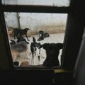 Najmanje 117 mrtvih pasa pronađeno u azilu: Predstavljali se kao "no-kill" sklonište u Kaliforniji