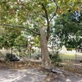 Zbog bezbednosti dece uklanja se stablo u blizini vrtića na Bulevaru oslobođenja