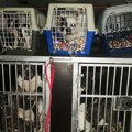 Beograđanke se lažno predstavile, pa otuđile 26 rasnih pasa vlasnici iz Bačke Palanke: Način na koji su je prevarile je…