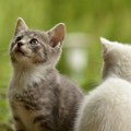 Domaće mačke mogu se zaraziti koronavirusom