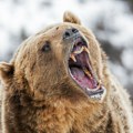 Užas u Slovačkoj: Žena iz Belorusije preminula bežeći od medveda