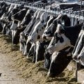 Slučaj ptičjeg gripa kod osobe u Teksasu, zaražena u kontaktu sa kravama