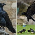 Rizik od napada vrana i dalje vlada Evo kada će se crne ptice smiriti i prestati da nas plaše ovo su najrizičnija mesta…