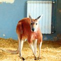 Bezbednost posetilaca Zoo-vrta nije bila ugrožena