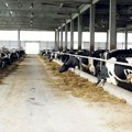 Neočekivano skočile cene tovljenika! Za telad traže više od 700 rsd, a evo koliko uzimaju za svinje na stočnim pijacama