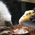 VIDEO: Zoo-vrtu u Pragu mladunčad lešinara hrane uz pomoć lutke u obliku roditelja