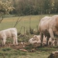 Čudo na farmi! Krava otelila drugo tele pet dana posle prvog, veterinari u neverici
