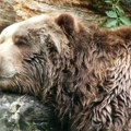 (Видео) И дивље животиње беже од врућине: Медведица са два мечета постала хит на интернету