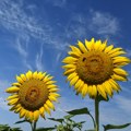Suncokret dobro podnosi tropske temperature i dugotrajnu sušu, očekuje se dobar prinos