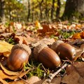 Beru ono što opadne sa drveta i zarade i do 2.000 evra! Penzionerka Božica našla sezonski posao, a evo ko otkupljuje ove…