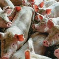 U Srbiji do danas potvrđeno 1.637 slučajeva afričke kuge svinja