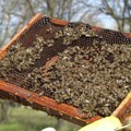 Prijavljivanje broja košnica na pčelinjaku do 30. aprila