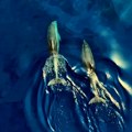 "Pa oni razgovaraju": Dva delfina snimljena kako se igraju u Jadranskom moru (video)