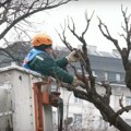 Pravo je vreme za orezivanje drveća: Kako izgleda redovno održavanje stabala u glavnom gradu