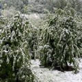 Oktobarski sneg dokrajčio jabuke u čačanskim selima, pre toga mraz uništio kajsije: Klimatske promene uzimaju danak u srpskim…