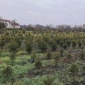Počela prodaja prazničnih jelki u rasadniku „Čistoća i zelenilo“ Zrenjanin