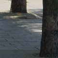 Zašto se „betonira“ drveće po Beogradu?