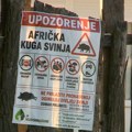 Afrička kuga u Srbiji: Više od 36.000 svinja uginulo ili eutanazirano, u Sremu najkritičnije