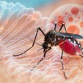 Ovo treba da znate o virusu Zapadnog Nila: Ne postoje lekovi ni vakcina, a simptomi mogu biti opasni
